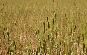 Champ de petit épeautre près de Sault.