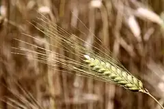 Triticum boeoticum