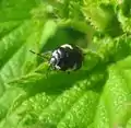 Les taches blanches de T. bicolor ne dépassent jamais la moitié du pronotum.