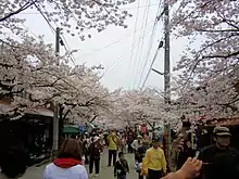Photo couleur montrant une rue animée et bordée de cerisiers en fleurs.