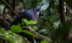 Pigeon trocaz à Madère, espèce proche du pigeon de Bolle