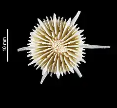 Description de l'image Trochocyathus longispina (MNHN-IK-2009-1692).jpeg.