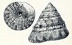 Trochus flammulatus