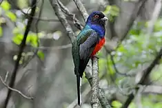 Trogon surrucura (Trogon surrucura)