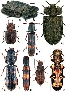 Membres des autres sous-familles Calityinae (A) Larinotinae (B) Egoliinae (C-F)