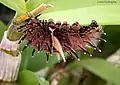 Chenille de Troides aeacus (Papilionidae)