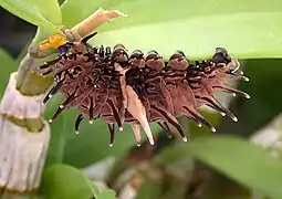 Troides aeacus (Papilionidae)