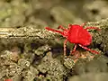 Trombidium holosericeum (Trombidiidae)