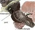 Vue latérale du tronc cérébral (l'avant est à gauche).