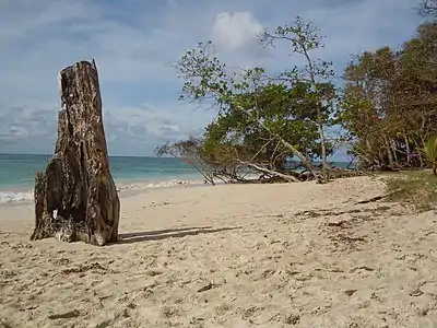 Tronc d'arbre mort, témoin du recul de la plage du fait de l'érosion.