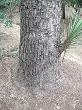 Base du stipe d'un Yucca filifera