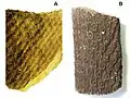 Les feuilles disposées en phyllotaxie alterne spiralée, laissent sur le tronc (A) et la racine (B) du Lepidodendron fossile, au centre des coussinets circulaires, des cicatrices foliaires ponctiformes