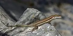 Description de l'image Troodos lizard (Phoenicolacerta troodica).jpg.