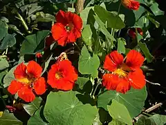 Grande capucine (Tropaeolum majus, Brassicales, Tropaeolaceae)