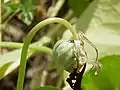 Fruit de la grande capucine (Tropaeolum majus)