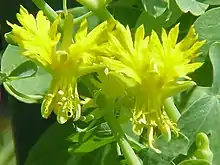 photographie de deux grosses fleurs jaune vif