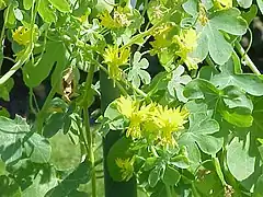 Description de l'image Tropaeolum peregrinum2.jpg.