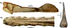 Crâne du parent plus complètement connu Tropeognathus du Brésil ; la crête commence au bout du museau, contrairement à Cimoliopterus