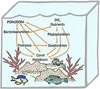 Holobionte corallien.