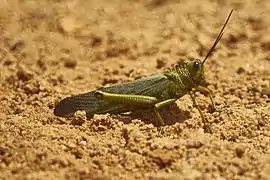 Tropidacris cristata, Belize