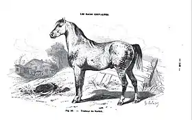 Gravure représentant un cheval trapu à la robe claire de profil.