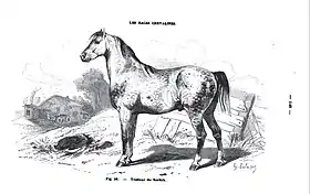 Gravure d'un trotteur Norfolk en 1861