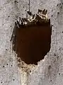 Trou de pic fraichement creusé (dans un tronc de peuplier mort utilisé comme chronoxyle)