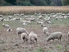 Troupeau de moutons.
