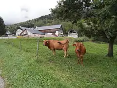 Troupeau de vaches devant la ferme de Bellechambre.