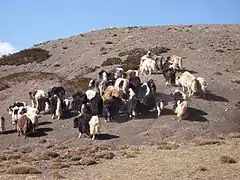 Troupeau de yaks en Mongolie.