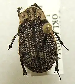 Trogidae - Trox unistriatus
