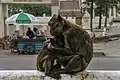 Macaques crabiers dans l'enceinte du temple