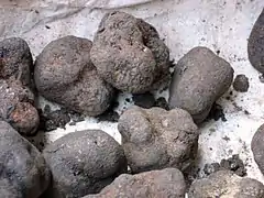 Fungi - Ascomycota, espèce Tuber melanosporum (une Truffe)