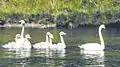 Cygnes trompettes dans le Grand Teton National Park