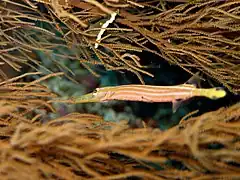 Description de l'image Trumpetfish - Aulostomus chinensis.jpg.