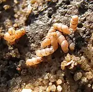 Groupe de T. subcylindrica à la face inférieure d'un bloc.