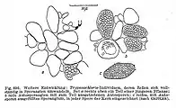 Trypanochloris dont les cellules se transforment en sporanges.