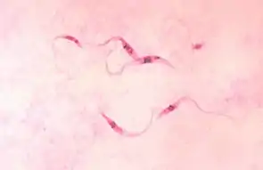 Trypanosoma cruzi (Euglenozoa, Kinetoplastida), Trypanosome responsable de la maladie de Chagas.