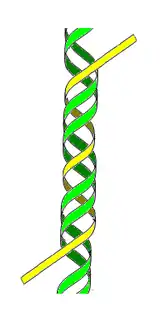 ADN H ou triplex(3e brin en jaune)