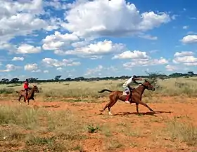 Image illustrative de l’article Cheval en Namibie