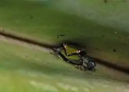 Parc national d'Andasibe-Mantadia, Madagascar