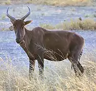 Delta de l'Okavango, Botswana.