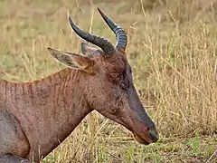 Parc national Kruger, Afrique du Sud.