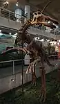 Squelette de Tsintaosaurus.