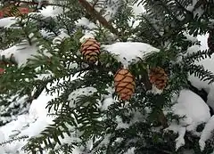 Photo couleur d'épines et de pommes de sapin, sous la neige.