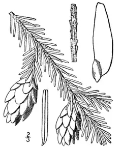 Description de l'image Tsuga caroliniana drawing.png.