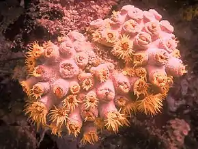 Description de l'image Tubastraea faulkneri - cup-coral-semi-retracted.jpg.