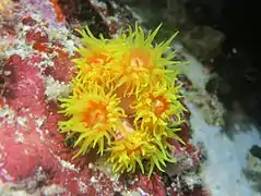 Une colonie de corail Tubastraea faulkneri