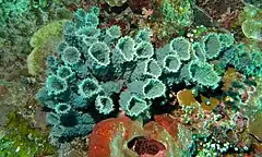 Description de l'image Tube Sponge (Callyspongia aerizusa) (8454198058).jpg.