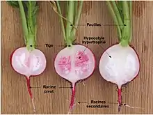 Morphologie d'un tubercule de radis